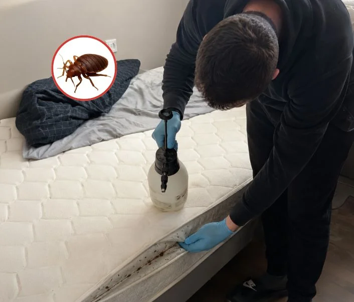 Technicien traitant un matelas contre les punaises de lit à Vulaines-sur-Seine